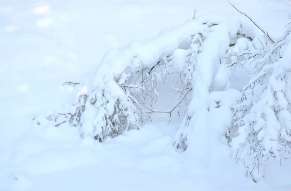 Floresta Inverno Neve — Fotografia de Stock