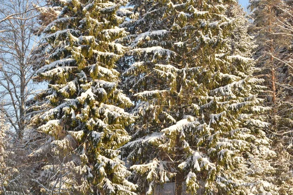 Winterbos Sneeuw — Stockfoto