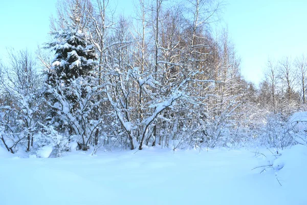 雪の冬の森 — ストック写真