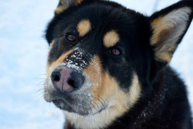 Akıllı köpek yakın çekim gözünde