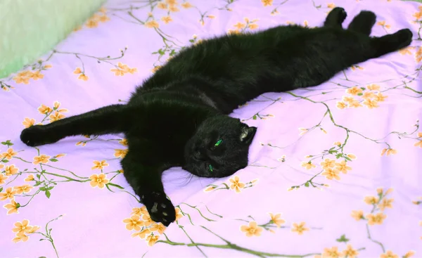 Spící Černá Kočka Dece — Stock fotografie