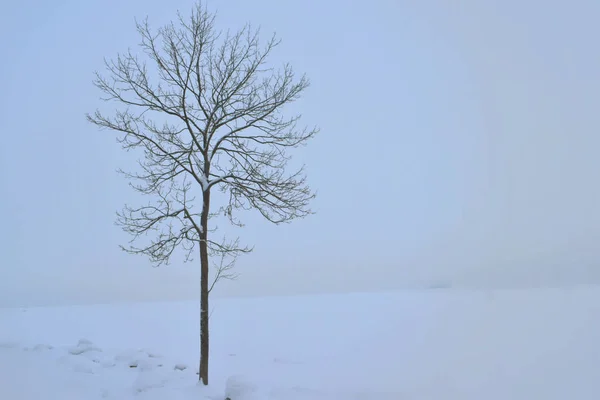 Árbol Solitario Sobre Fondo Nieve Blanca — Foto de Stock