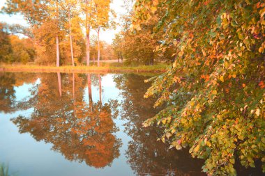 ağaç ve otların laketrees ve çim yakın göl yakınındaki