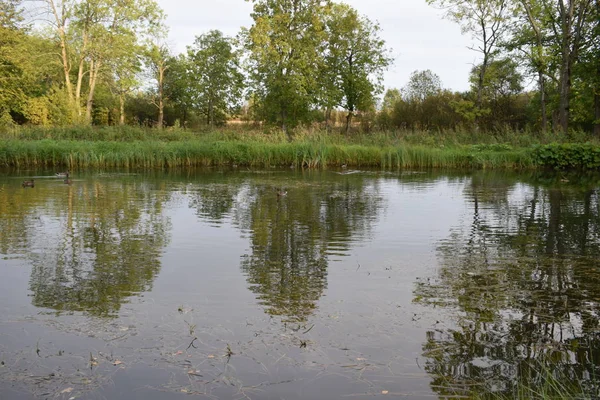 Árboles Hierba Cerca Los Lagos Hierba Cerca Del Lago —  Fotos de Stock