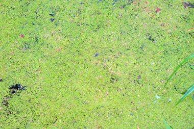 Fazla gelişmiş ördek otu göleti, yaz günü.