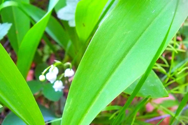 Vårblomster Liljekonvaller – stockfoto