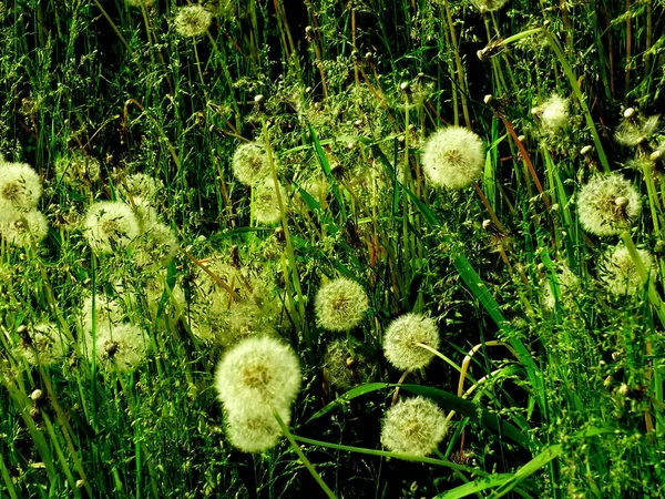 Grünes Gras Sonniger Sommertag — Stockfoto