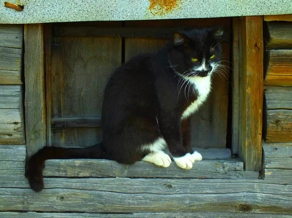 Katze Mit Grünen Augen Sitzt Fenster — Stockfoto