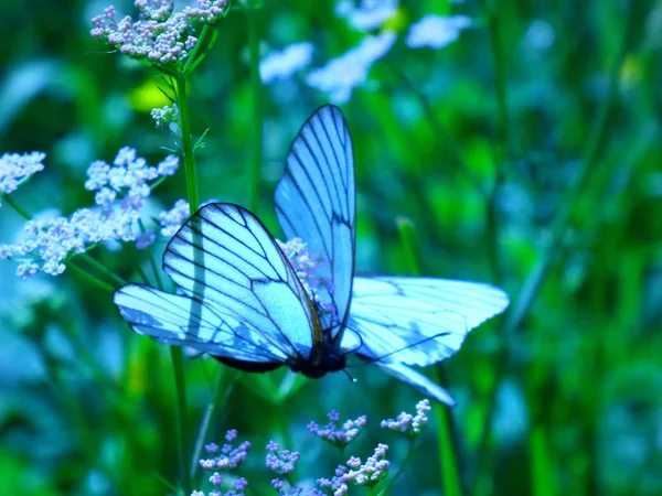 Schmetterling Auf Einer Blume Aus Nächster Nähe — Stockfoto