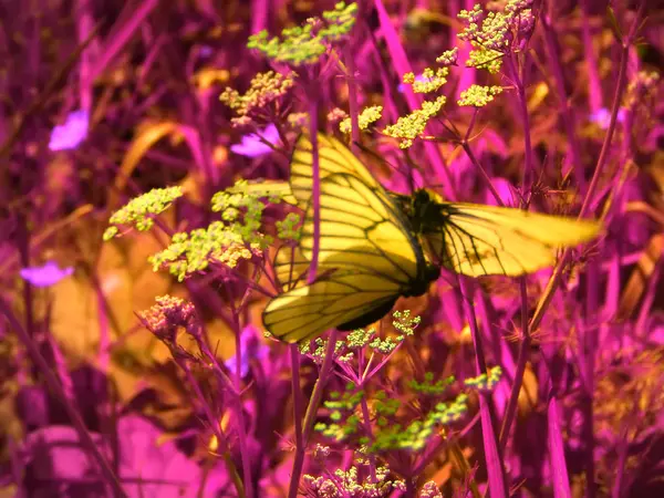 Schmetterling Auf Einer Blume Aus Nächster Nähe — Stockfoto