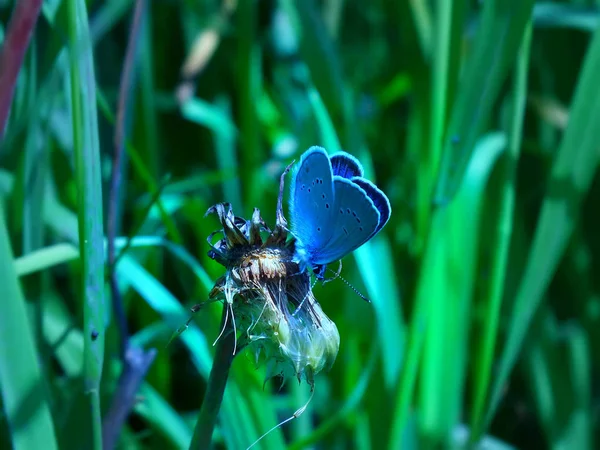 Schmetterling Auf Einer Blume Aus Nächster Nähe — Stockfoto