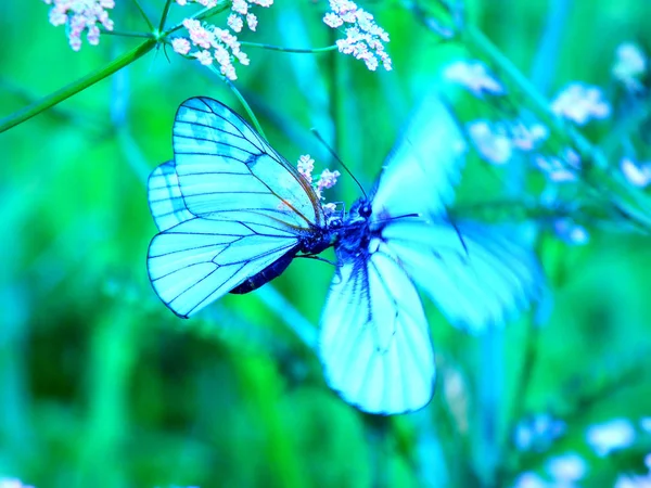 Schmetterling Auf Einer Blume Aus Nächster Nähe — Stockfoto