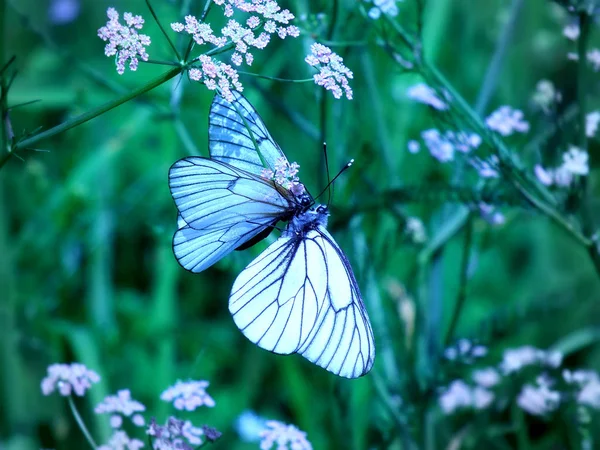 Papillon Sur Une Fleur Close — Photo