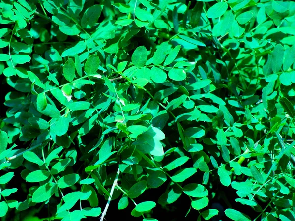 Background Fresh Green Foliage — Stock Photo, Image