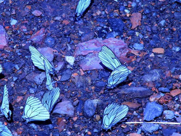Накопление Бабочек Каменистой Дороге — стоковое фото