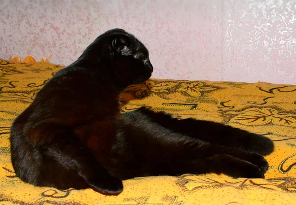 Retrato Gato Preto — Fotografia de Stock