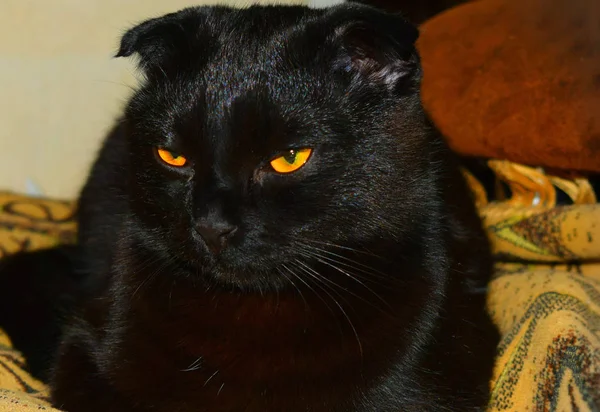 Πορτρέτο Του Μαύρη Γάτα — Φωτογραφία Αρχείου
