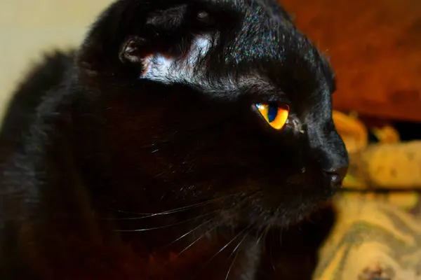 Portret Czarny Kot — Zdjęcie stockowe