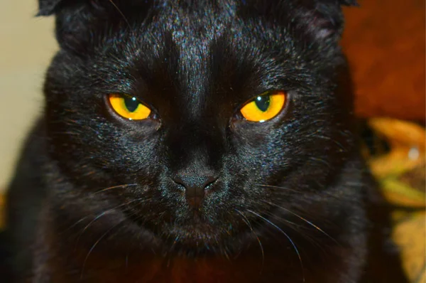 Retrato Gato Preto — Fotografia de Stock