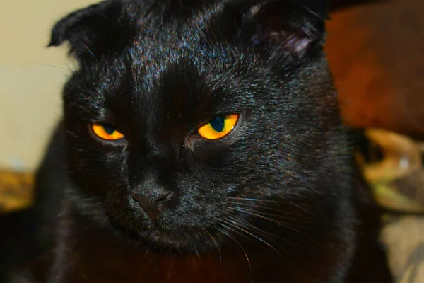Portrait Black Cat — Stock Photo, Image