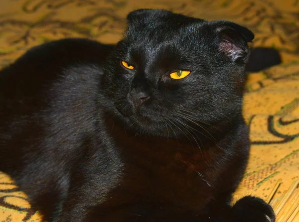 Retrato Gato Preto — Fotografia de Stock