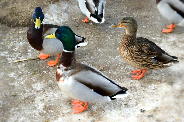 Canard Sur Plage — Photo