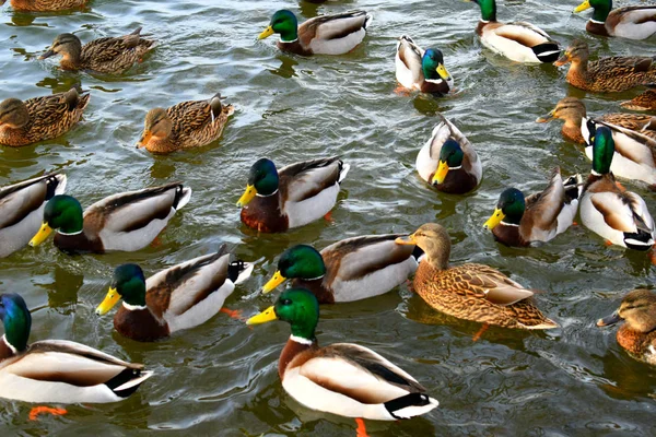 Duck Beach — Stock Photo, Image