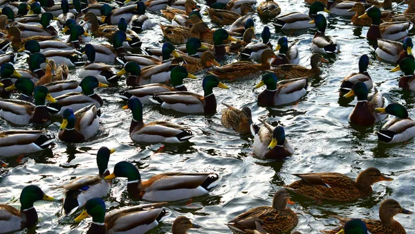 Duck Beach — Stock Photo, Image