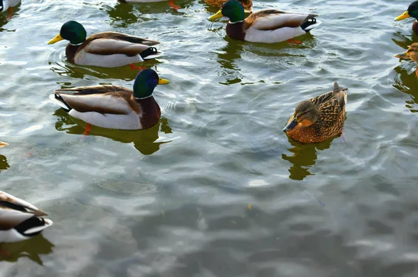 Duck Beach — Stock Photo, Image