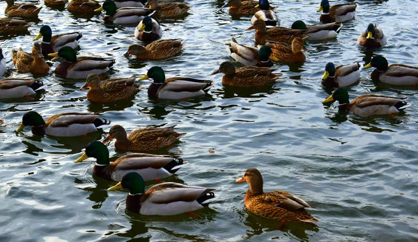 Canard Sur Plage — Photo