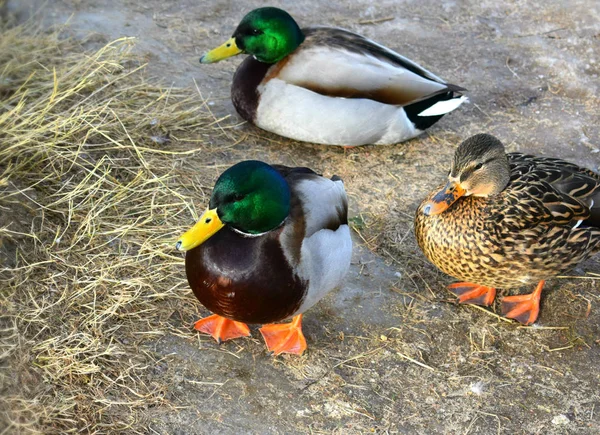 Canard Sur Plage — Photo