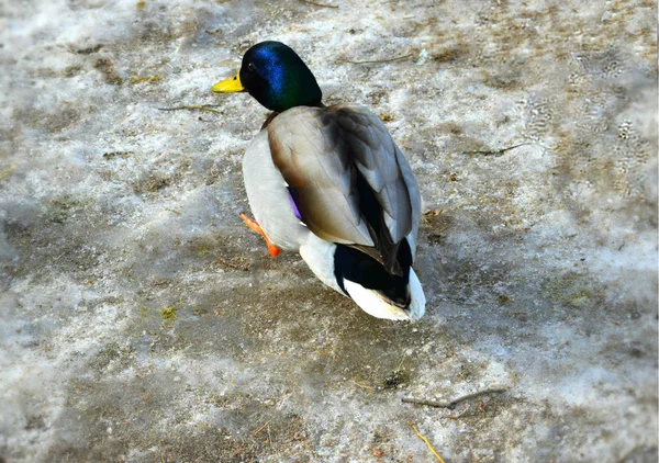 Canard Sur Plage — Photo