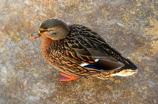 Canard Sur Plage — Photo