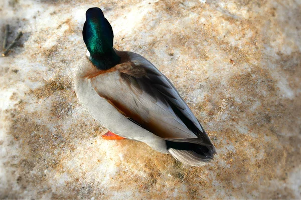 Canard Sur Plage — Photo