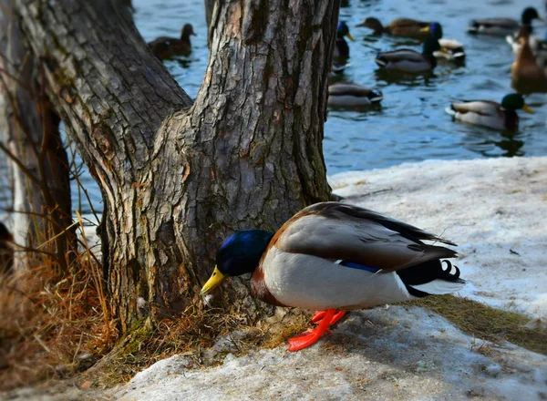 Canard Sur Plage — Photo