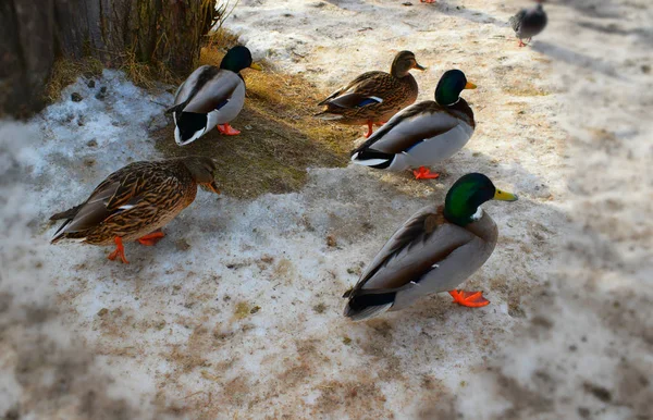 Canard Sur Plage — Photo