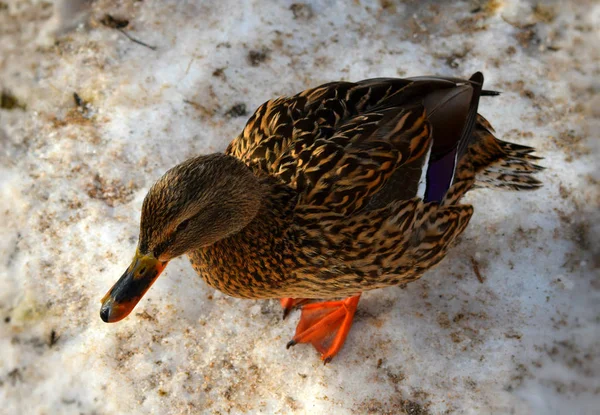 Canard Sur Plage — Photo