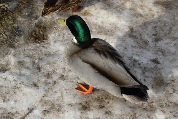 Canard Sur Plage — Photo