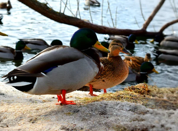 Canard Sur Plage — Photo