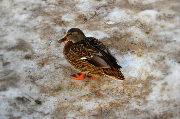 Canard Sur Plage — Photo