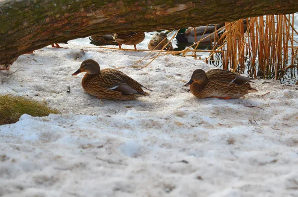 Canard Sur Plage — Photo