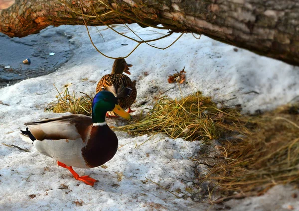 Canard Sur Plage — Photo