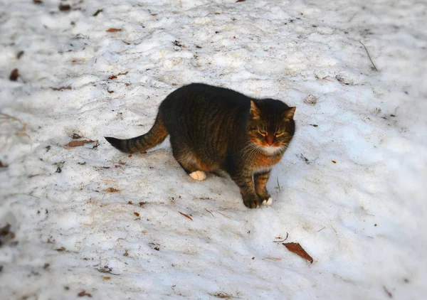 Gato Nieve Gato Caminando — Foto de Stock