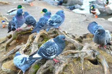 Göletin yanındaki kuşlar, kuş.