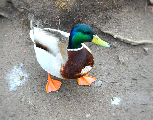 Canards Près Étang Oiseau — Photo