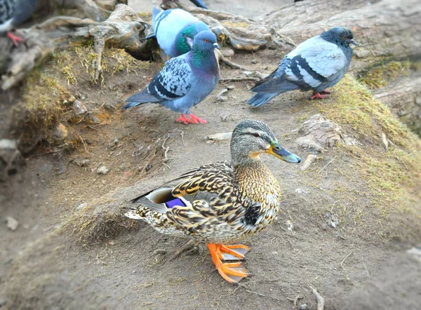 Patos Perto Lagoa Pássaro — Fotografia de Stock