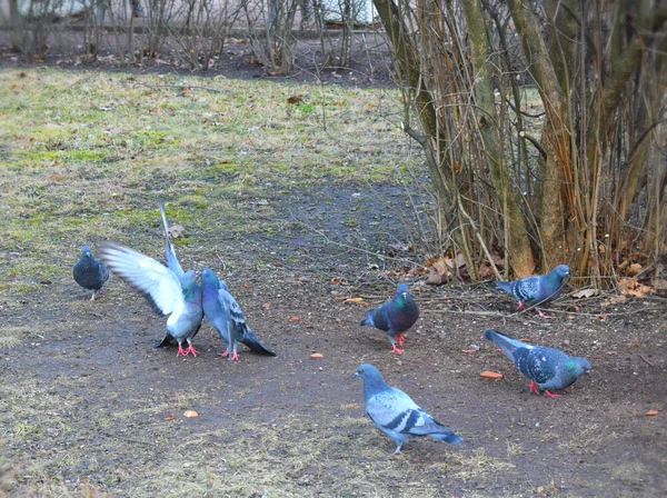 Palomas Parque —  Fotos de Stock