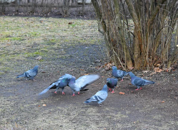 Pombos Parque — Fotografia de Stock