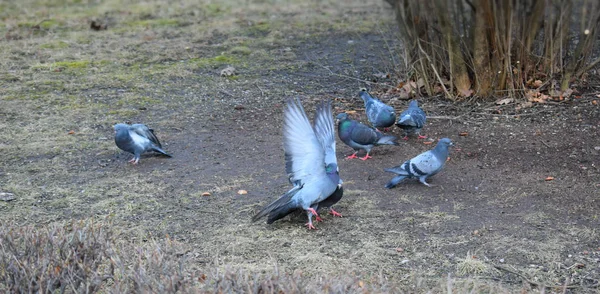 Parktaki Güvercinler — Stok fotoğraf