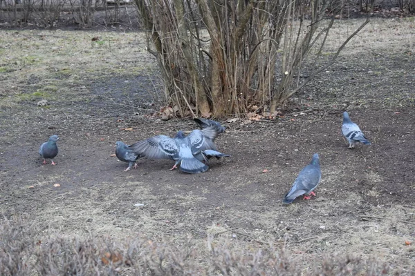 Parktaki Güvercinler — Stok fotoğraf